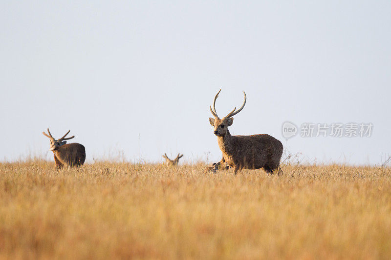 一群印度猪鹿(Hyelaphus porcinus)